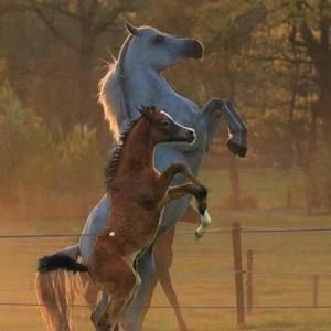 Meet your Posher, Mjc